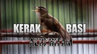 kerak basi alis hitam gacor ngeroll panjang