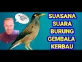 Download Lagu SUARA BURUNG GEMBALA KERBAU/TIONG KICAUWAN MERDU