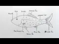 How to Draw Label diagram of Fish easily how to draw fish level diagram Fish drawing step by step