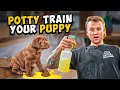 Puppy Training - How To Potty Train A PUPPY In 5 Minutes