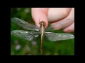 Lenny Kravitz - Fly Away (lyrics)