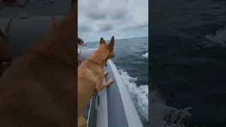 a dolphin named STEVE 🐬 💦 ⛵ #shorts