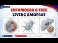 39 Entamoeba Free-Living Amoebae The Secret Sauce of Amoebiasis Master the Boards