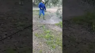طريقة مكافحة الأعشاب حول اشجار الزيتون في الدول المتقدمة 