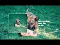 Joyce Manor - Cody (FULL ALBUM STREAM)