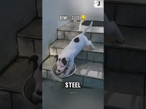 Top 5 Dogs Who Forgot How Stairs Work π