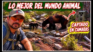 VIDA SALVAJE CAPTADA EN CAMARAS DE SENSORES