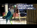 Lagu Lovebird Konslet Ngekek Panjang Durasi 1 Menit Cocok Buat Masteran Lovebird Malas Bunyi