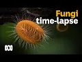 Download Lagu Fungi timelapse photography by Planet Earth II's Steve Axford 🍄📷 | ABC Australia