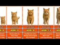 Orange Cat Lifespan From 0 to 18 Years Old