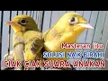 Download Lagu PANCING BIRAHI KECIAL KUNING ‼️DENGAN SUARA CIAK CIAK RIBUT RAME SUARA ANAKAN JOSS BUKA PARUH