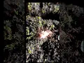 Download Lagu a group of small red ants sharing food Semut Kecil Merah Berbagi Makanan