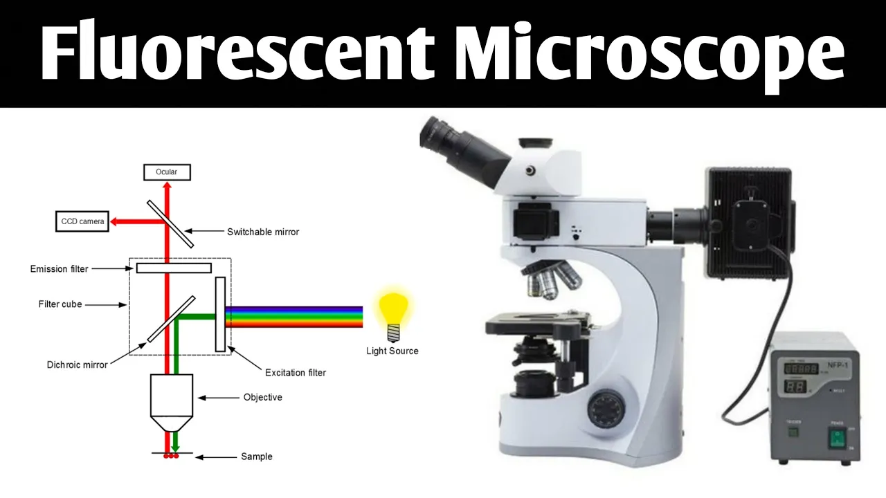 Fluorescent microscope | concept of fluorescence | History, working & instrumentation