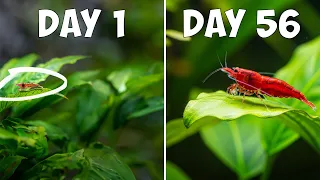 CHERRY SHRIMP LIFECYCLE EXPLAINED From Tiny Eggs to Bright Shrimp in Weeks