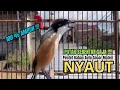 Download Lagu burung cendet gacor ISIAN MEWAH AMPUH,, PANCINGAN CENDET AGAR BUNYI bikin BURUNG PENTET GACOR EMOSI