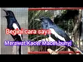Download Lagu cara merawat dan mengatasi kacer macet bunyi agar kembali gacor Download Lagu cara merawat dan mengatasi kacer macet bunyi agar kembali gacor