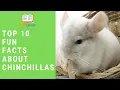 HowExpert Top 10 Fun Facts about Chinchillas - HowExpert