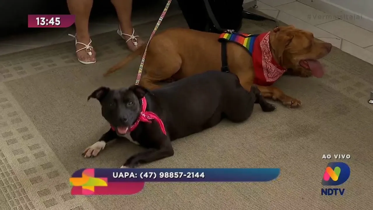 Dia Nacional dos Animais: UAPA tem cerca de 300 animais para doação responsável