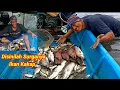 Download Lagu Pasang Perangkap Bermalam Dihutan Mangrove Sendirian Panen Banyak Kakap Besar Langsung Masak