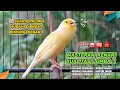 Lagu Kenari GACOR NGEREK‼️ Masteran Kenari PAUD dan Pancingan Kenari MACET BUNYI dan Betina NGIWIR - 148