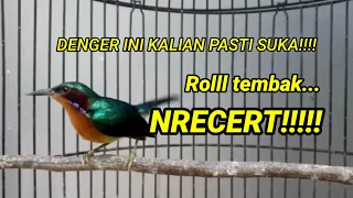 Download MASTERAN KONIN/KOLIBRI NINJA FULL ISIAN!!!! ROLL TEMBAK MP3