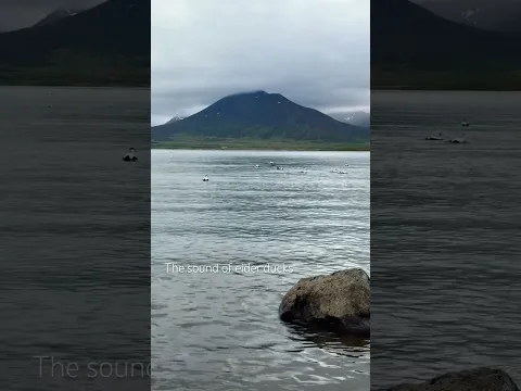 The male common eider duck’s distinct “ouuww” sound