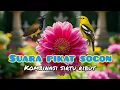 Download Lagu Suara Pikat  Sogon Kombinasi Sirtu Ribut Terancam