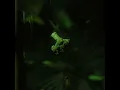 Mogli - GReeeN