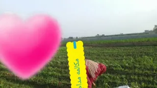 مكالمه مع مدام مني الفلاحه اسمع وشوف للاخر 