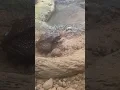 Lagu FAST ATTACK OF COLORADO RIVER TOAD 🐸 WOW!! #shorts #animals #toad #attack #hunting #viral #foryou
