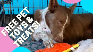 How to save money and take care of your pet using Petco Pals Rewards and Vital Care
