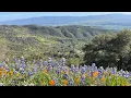 California Wildflowers - Figueroa Mountain Los Olivos CA April 2023
