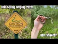Searching For Rare Snakes In Ohio