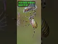 Download Lagu Spiders Could EAT US ALL!