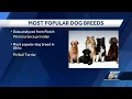 Report reveals the most popular dog breed in Ohio Kentucky and Indiana