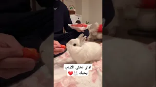 ازاي تخلي الأرنب يحبك وميخافش تربية الأرانب 