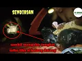 Download Lagu MALAM KE TIGA DI HUTAN LINDUNG KALIMANTAN DI HAMPIRI SAMA SI BELANG