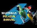 Download Lagu Masteran Pelatuk Bawang Untuk Isian Cucak Ijo Juara