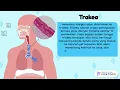 Download Lagu 1 organ pernapasan manusia