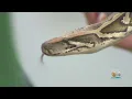 Registration For 2021 Python Challenge Announced