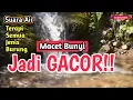 Download Lagu JADI GACOR‼️Suara Air Alami Untuk Terapi Semua Jenis Burung Macet Bunyi