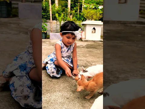 lite girl sharing her food with hungry kittens #cute