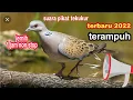 Download Lagu SUARA PIKAT BURUNG TEKUKUR TERBARU 2022#SUARA JERNIH DURASI 1 JAM