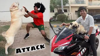 street dog attack on mamu 