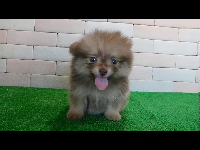 動画