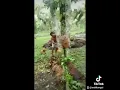 Download Lagu ini parah nih