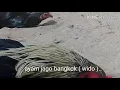 Download Lagu ayam bangkok ( wido ) berkokok..