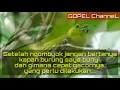 Mp3 pancingan cipoh,sirtu dari ombyokan/pikat.