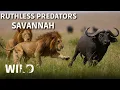 Download Lagu WILD SAVANNAH | Battle for Survival in Predator Territory | Animal Documentary