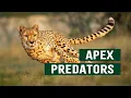 The Ruthless Apex Predators At The Top Of The Animal Kingdom Top Cats Documentary